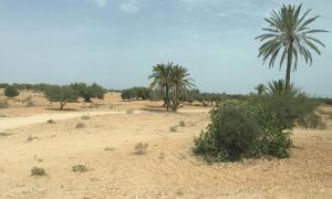 Тунис джерба обстановка для туристов