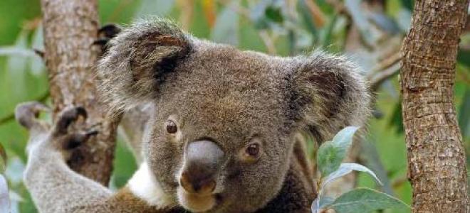 Игрушечный медвежонок из австралии или где живет коала